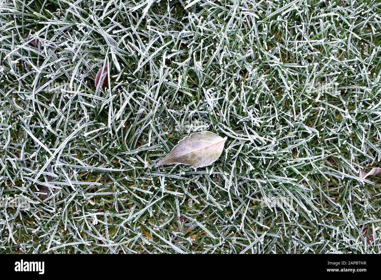 Nahaufnahme eines schweren Frosts auf Gras Stockfoto
