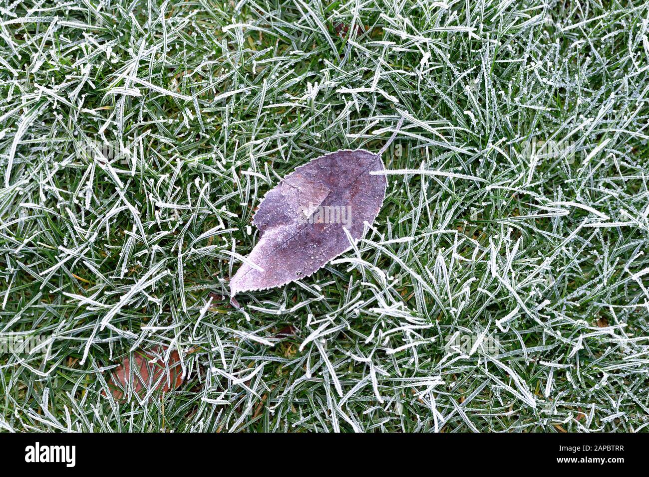 Nahaufnahme eines schweren Frosts auf Gras Stockfoto