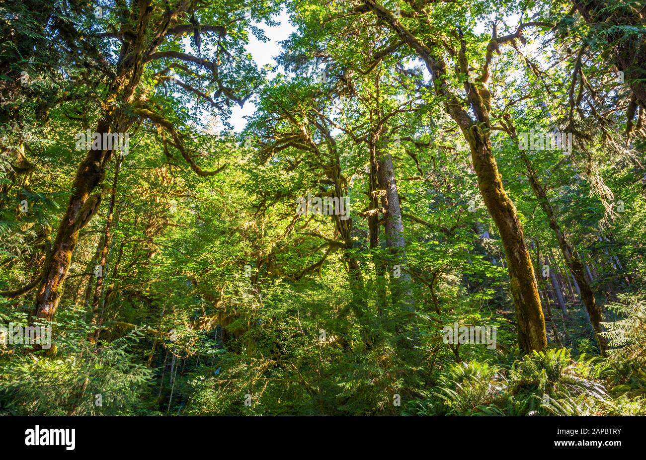 Der Blick auf die Baumbedachung von überwiegend Big Leaf Maple Trees, hoch Rainforest im Olympic National Park in der Nähe des Flusses Hoh, Washington, USA. Stockfoto
