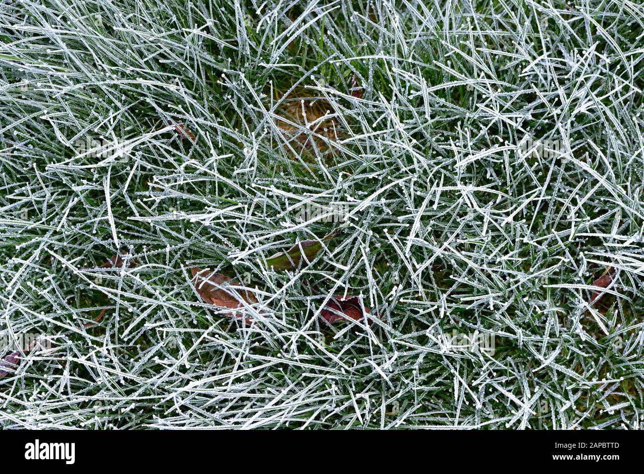 Nahaufnahme eines schweren Frosts auf Gras Stockfoto