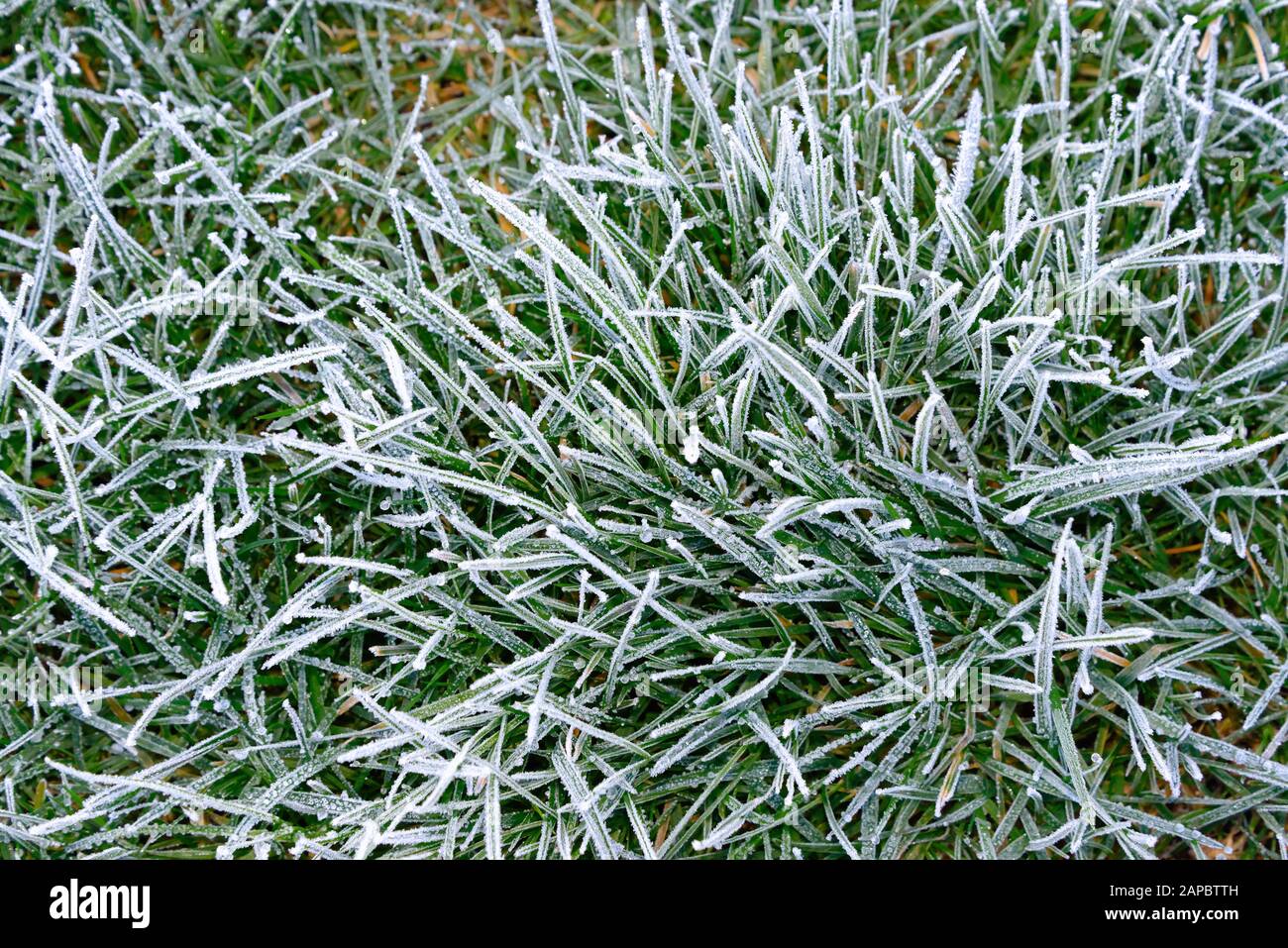 Nahaufnahme eines schweren Frosts auf Gras Stockfoto