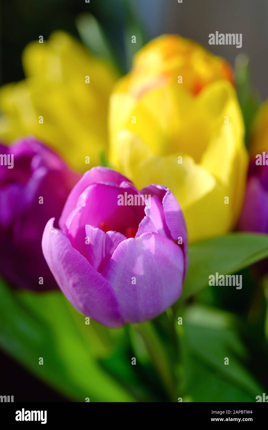 Nahaufnahme von mauve und gelben Tulpen Stockfoto