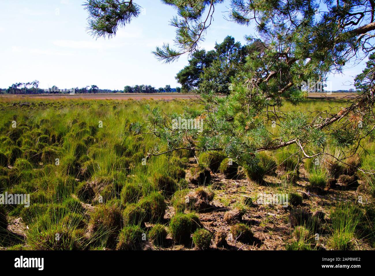 Blick auf die maroden Landgrasbüschel im ausgetrockneten See in der niederländischen Heidelandschaft nach trockenem und warmem Sommer - Strabrechtse Heide bei Eindhoven, Niederlande Stockfoto
