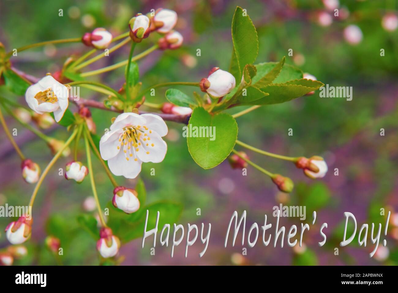 Grußkarte für den Muttertag mit Wunschschild. Nahaufnahme von Kirschbaumzweig mit jungen grünen Blättern, frisch geöffneten weißen Blumen und Knospen. Selektiv Stockfoto