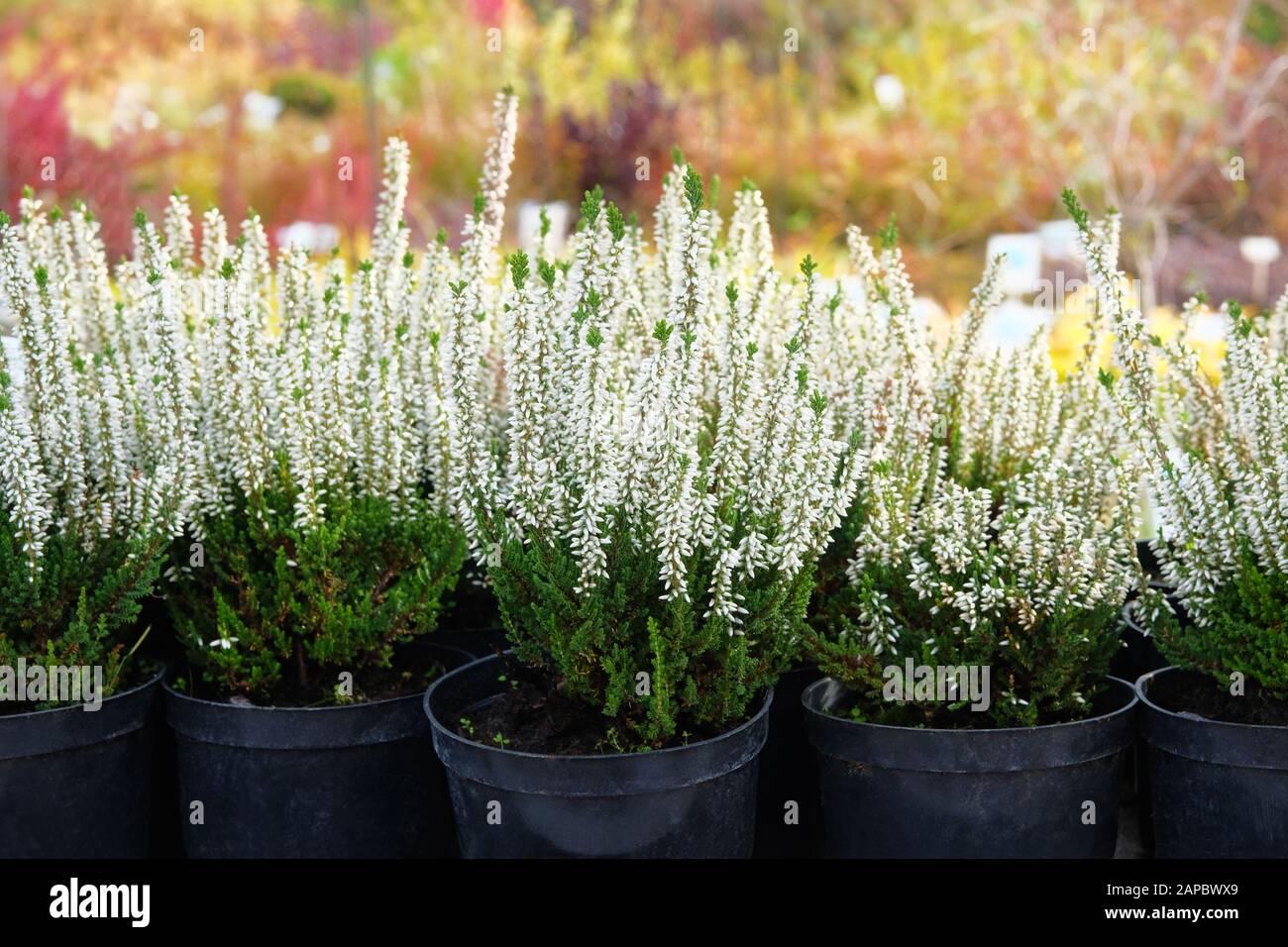 Gartengeschäft. Heather of White Color (Calluna vulgaris) in schwarzen Töpfen zum Verkauf angeboten. Gärtnerei mit Pflanzen und Blumen für die Gartenarbeit. Stockfoto