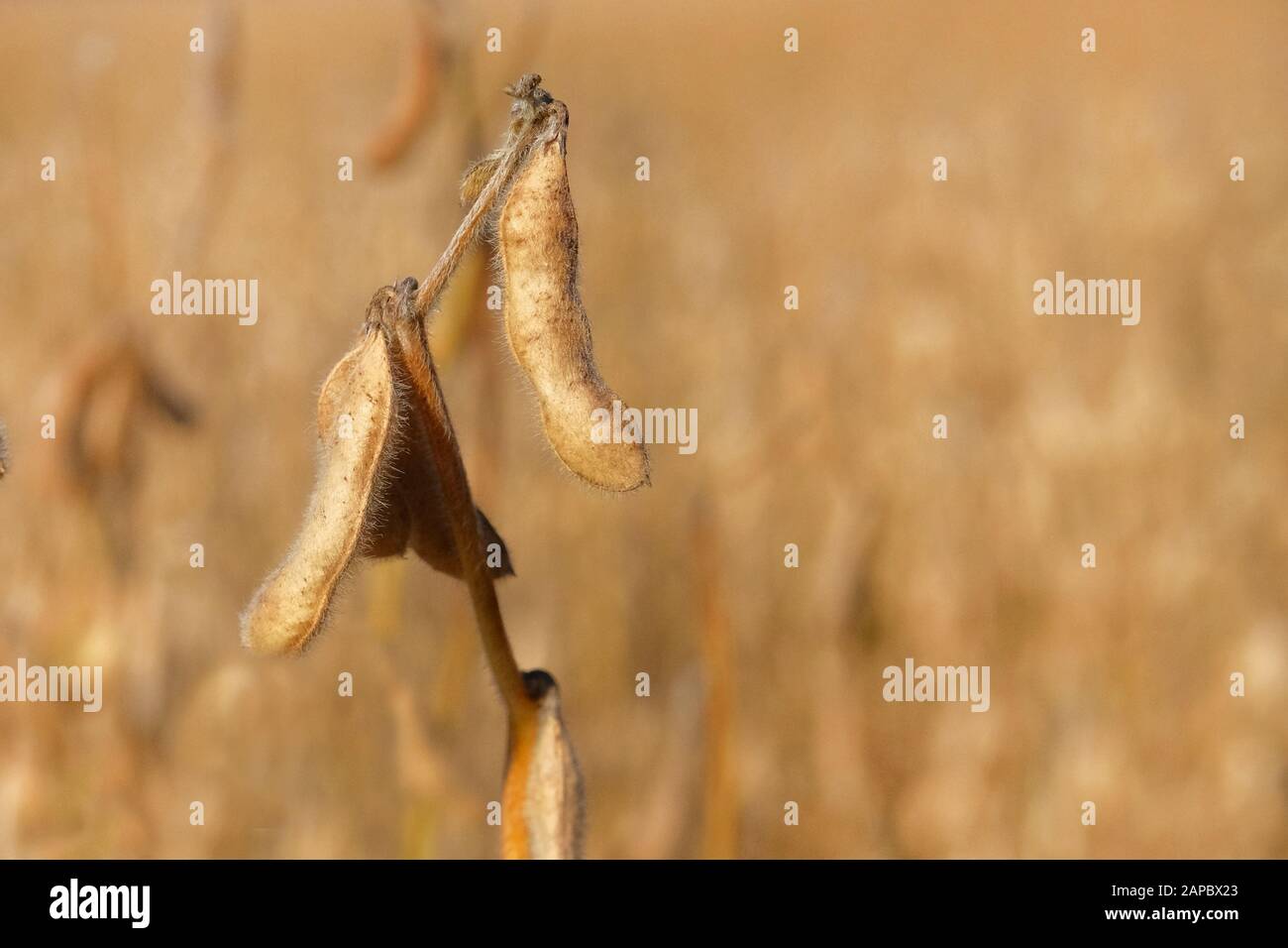 Reife modifizierte Sojabohnenschoten während der Reifezeit im gelben Feld. Sojalandwirtschaft. Herbsternte. Stockfoto
