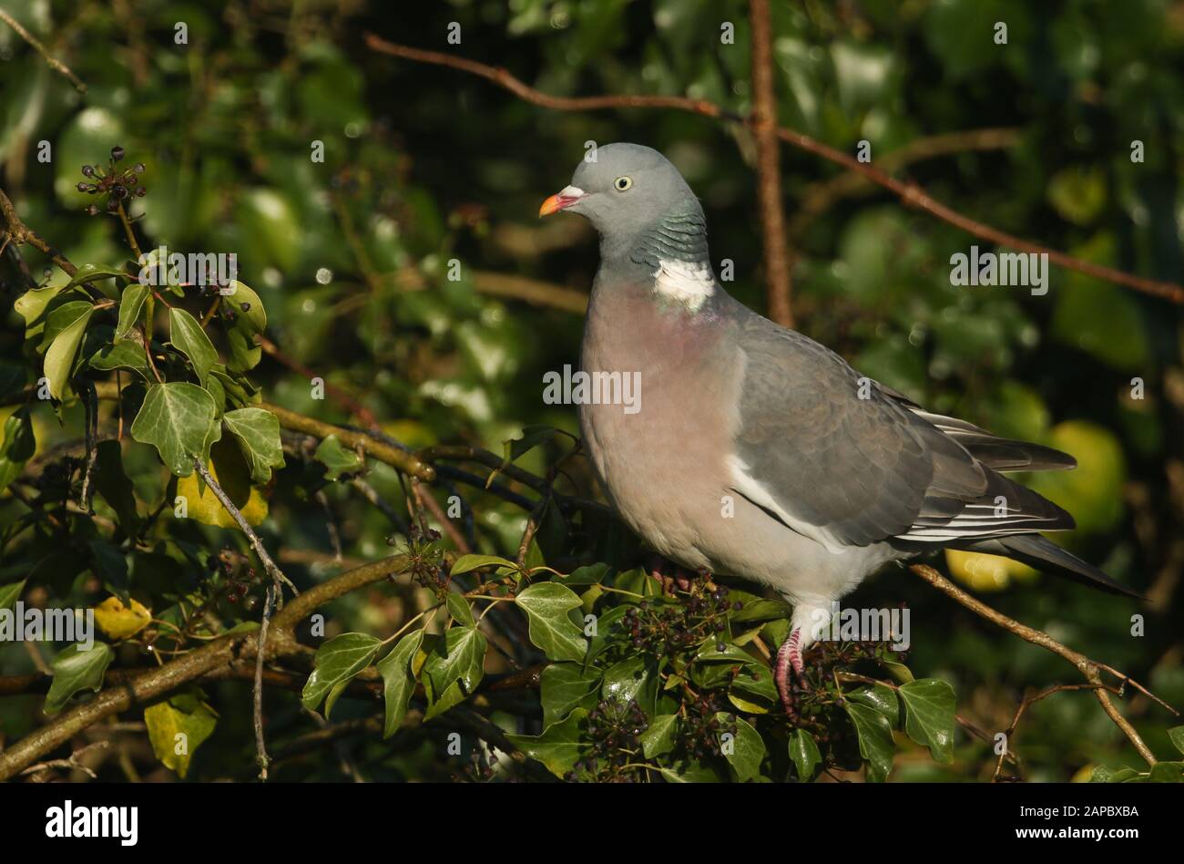 Eine Woodtaube, Columba-Palumbus, die auf Efeus aufsteigt, die durch einen Baum wachsen und die reifen Beeren essen. Stockfoto