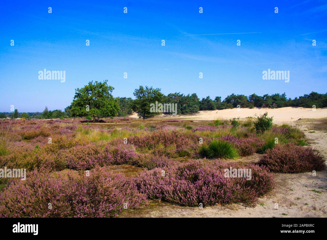 Blick über das Heidefeld mit violett blühenden Heideblüten erica Blumen auf Sanddünen mit grünem Nadelwald gegen blauen Himmel - Loonse und Drunense Duinen Stockfoto