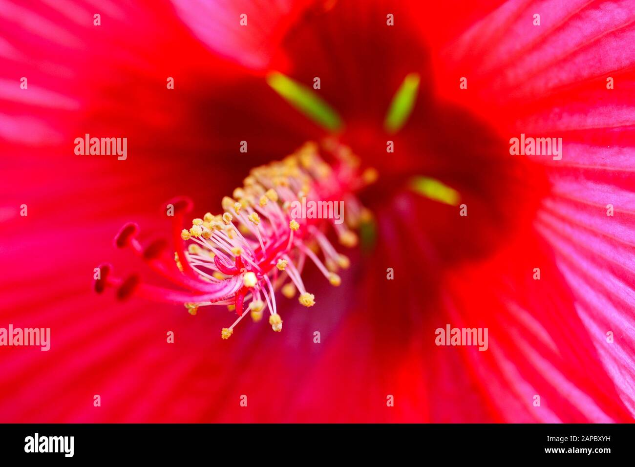 Makro Nahaufnahme mit Blick in die Hibiskusblüte entlang von Filamenten auf leuchtend rot leuchtenden Kronblättern mit grün leuchtenden Hecken Stockfoto