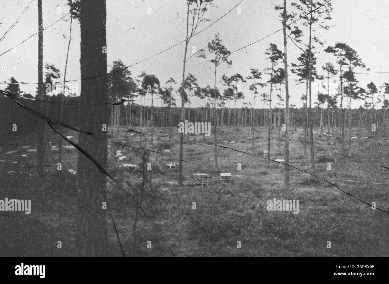 Beschädigtes Datum: Undatierte Stichwörter: Waldbehandlung, Forstwirtschaft, Ausdünnung, Verjüngung Personenname: Groveden Stockfoto