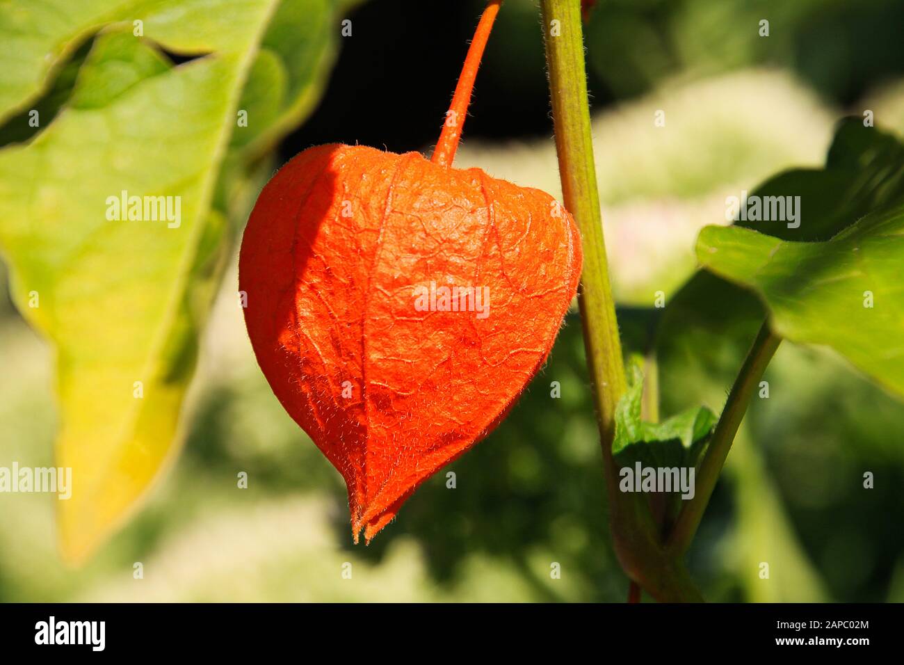 Nahaufnahme der leuchtend orangefarbenen Blasenkirsche (Physalis alkekengi), die an der Pflanze mit unscharfen grünen Blättern hängt Stockfoto