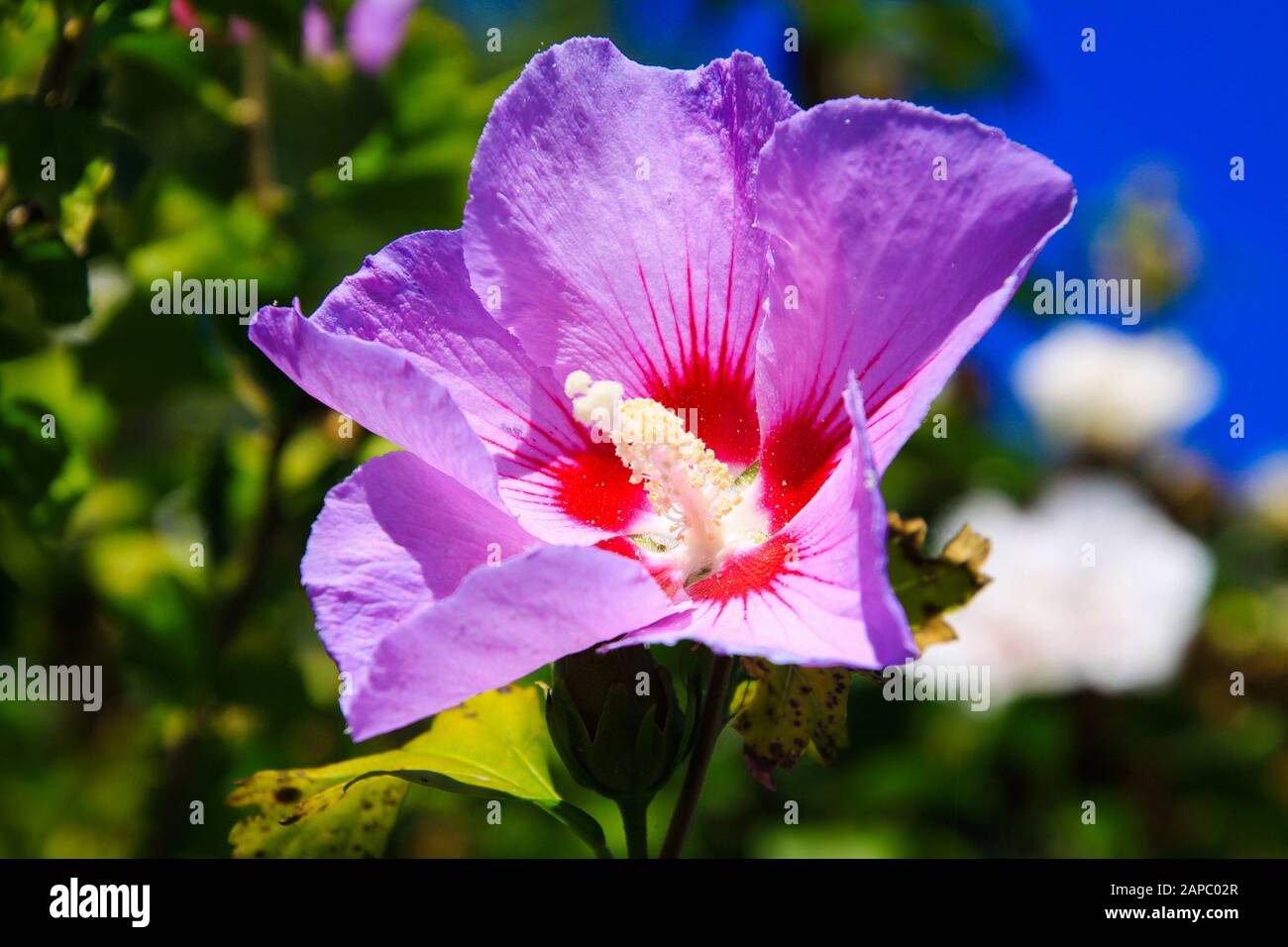 Nahaufnahme der roten und rosafarbenen Rosengalbenblüte (Hibiscus syriacus) mit grünen unscharfen Blättern und blauem Himmelshintergrund Stockfoto