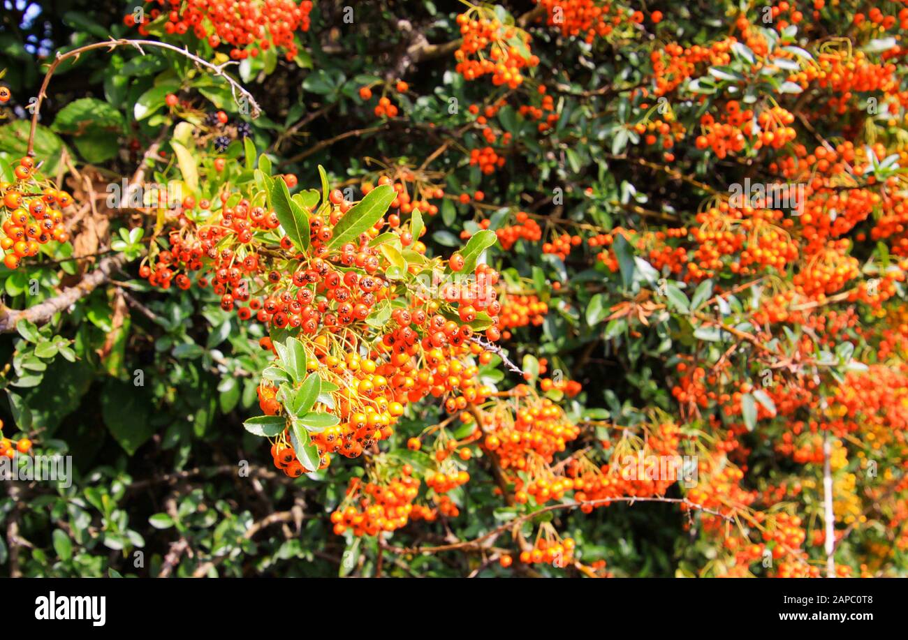 Blick auf die isolierte bunte rote, gelbe, orange und grüne cotoneaster Horizontalis Hecke - Deutschland, Viersen Stockfoto