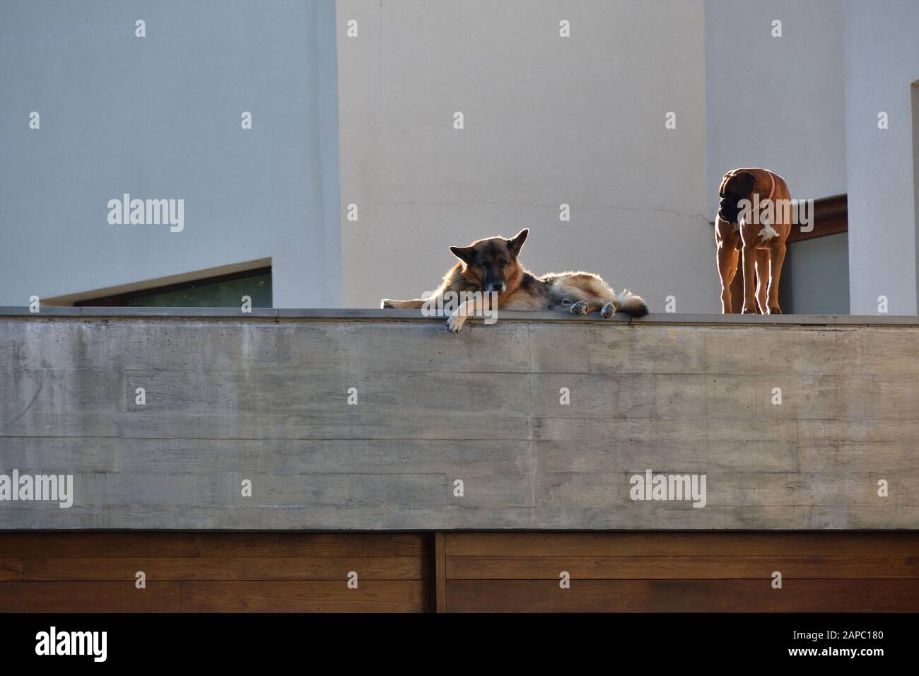 Ruhige Hunde auf einem flachen Dach Stockfoto