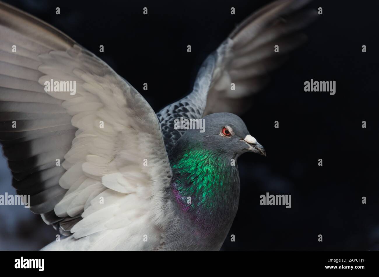 Taube mit ausgebreiteten Flügeln dicht auf dunklem Grund. Taube beim Start. Symbol für Freiheit, Macht, Stärke, Unabhängigkeit. Seitenansicht, weicher Fokus, Sele Stockfoto