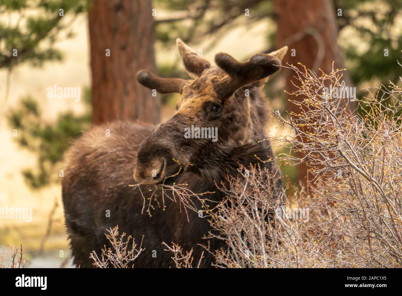 Elche auf einer Wiese im Rocky Mountain National Park, Colorado. (Wissenschaftlicher Name: Alces alces) Stockfoto