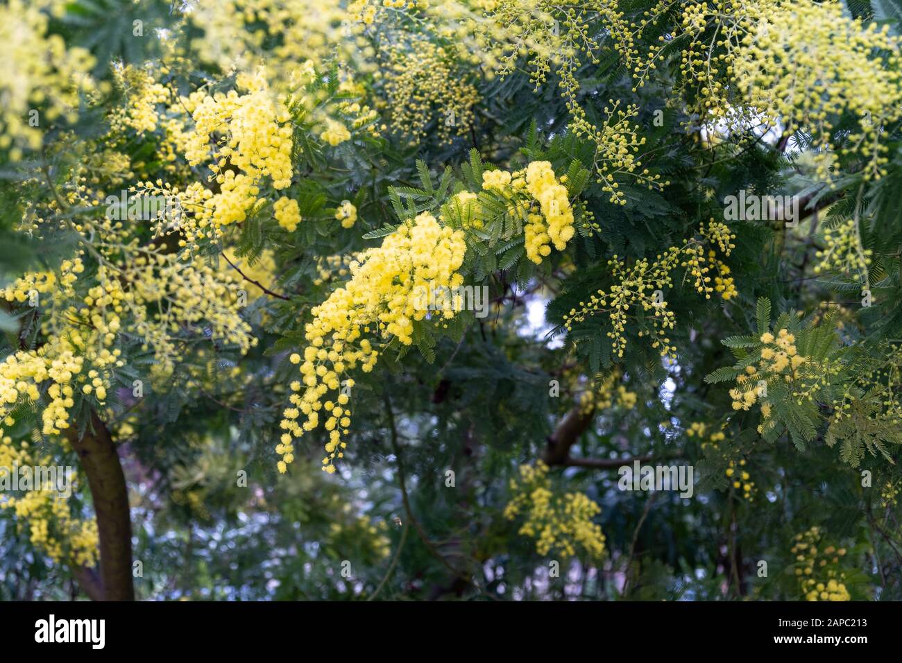 Blühende Akazien farnesayana im Frühling. Akazie farnesayana oder Vachellia oder Mimosa sind die Namen eines kleinen Baumes der Natur. Nahansicht. Stockfoto