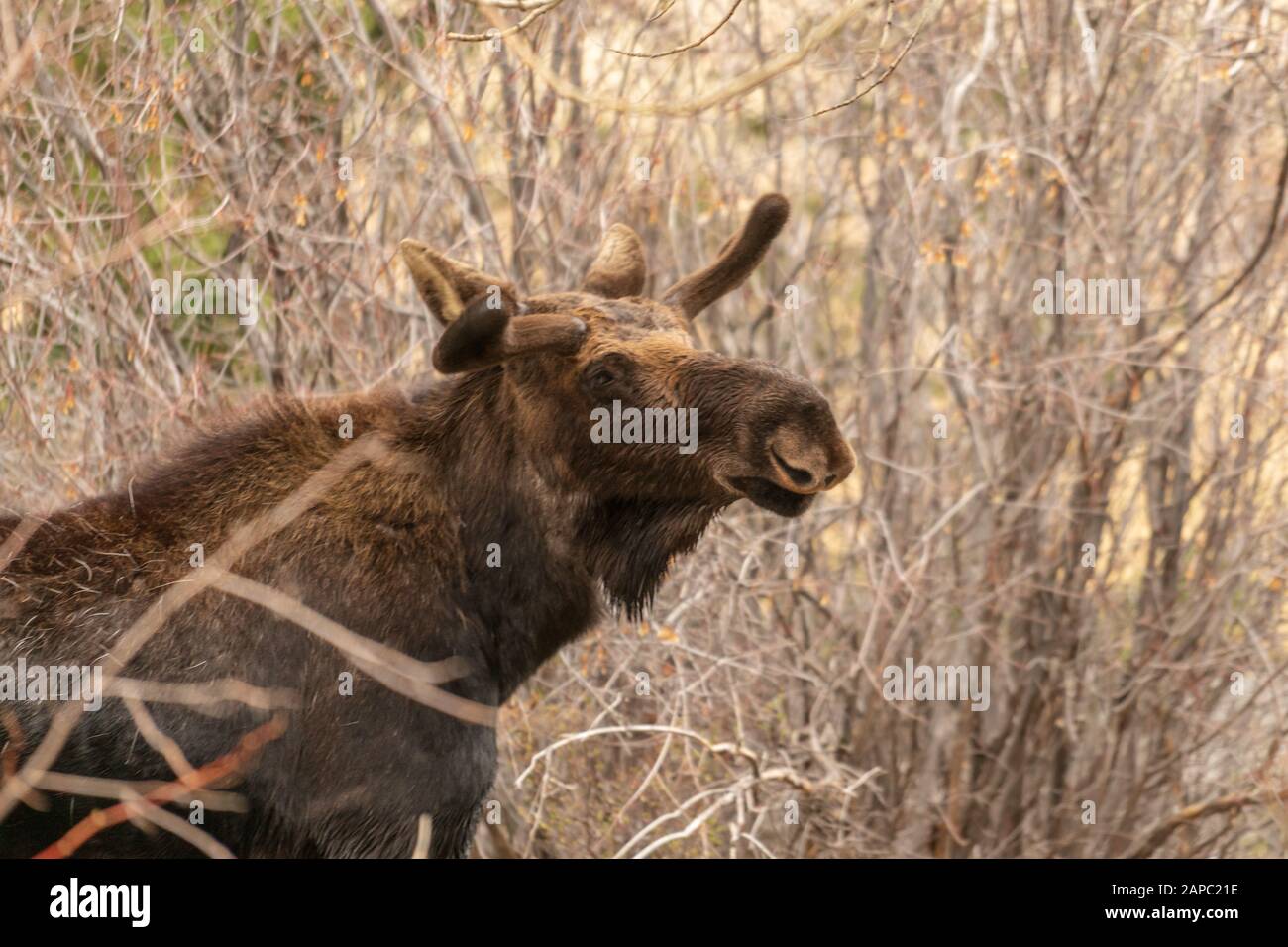 Elche auf einer Wiese im Rocky Mountain National Park, Colorado. (Wissenschaftlicher Name: Alces alces) Stockfoto