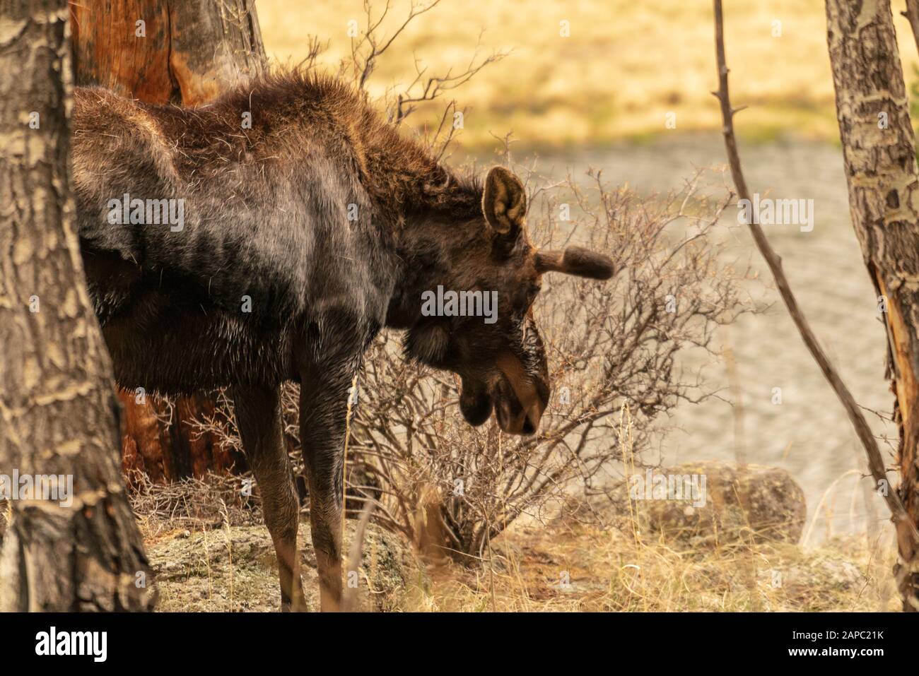 Elche auf einer Wiese im Rocky Mountain National Park, Colorado. (Wissenschaftlicher Name: Alces alces) Stockfoto