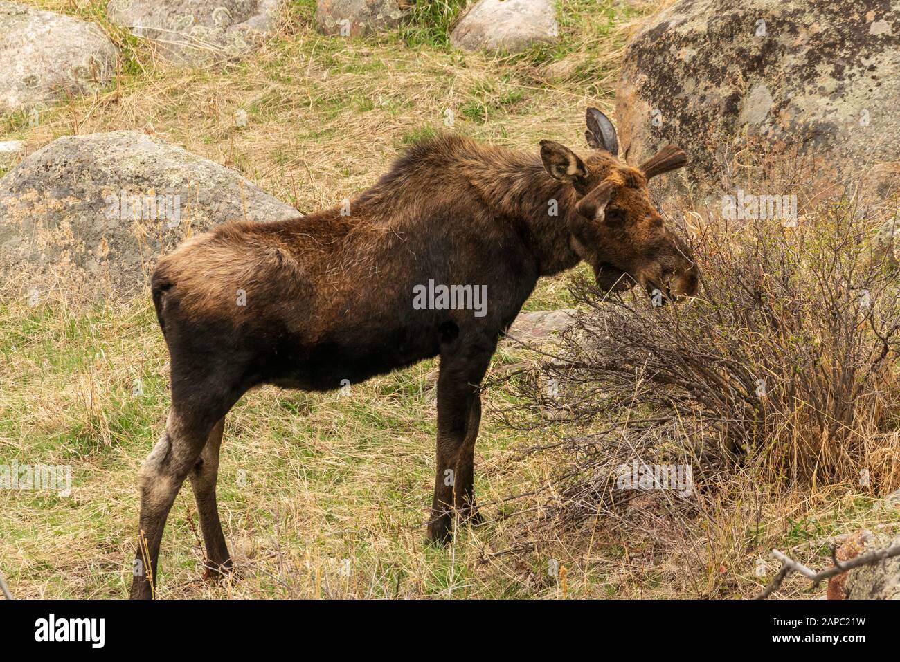 Elche auf einer Wiese im Rocky Mountain National Park, Colorado. (Wissenschaftlicher Name: Alces alces) Stockfoto