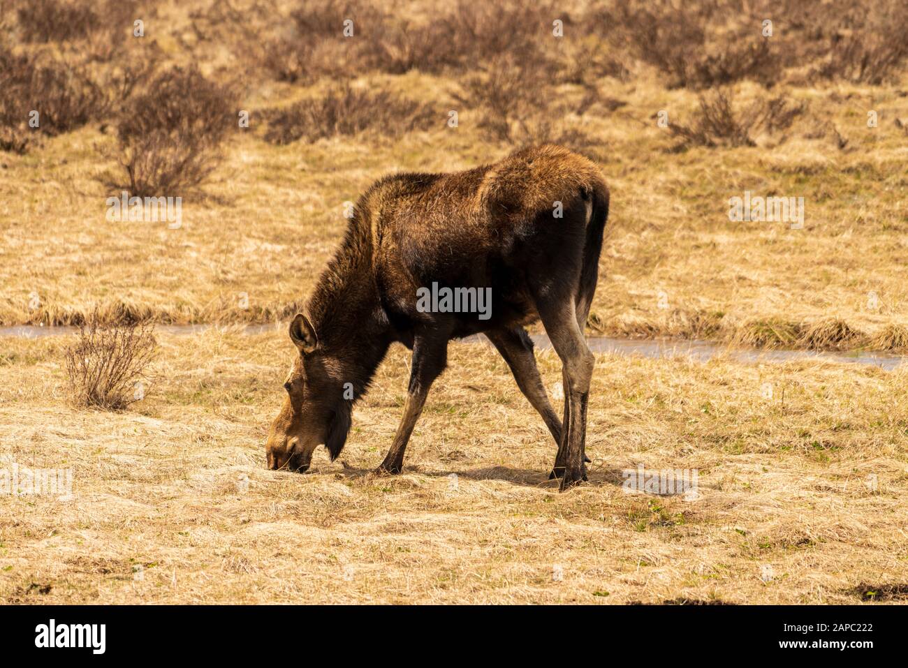 Elche auf einer Wiese im Rocky Mountain National Park, Colorado. (Wissenschaftlicher Name: Alces alces) Stockfoto