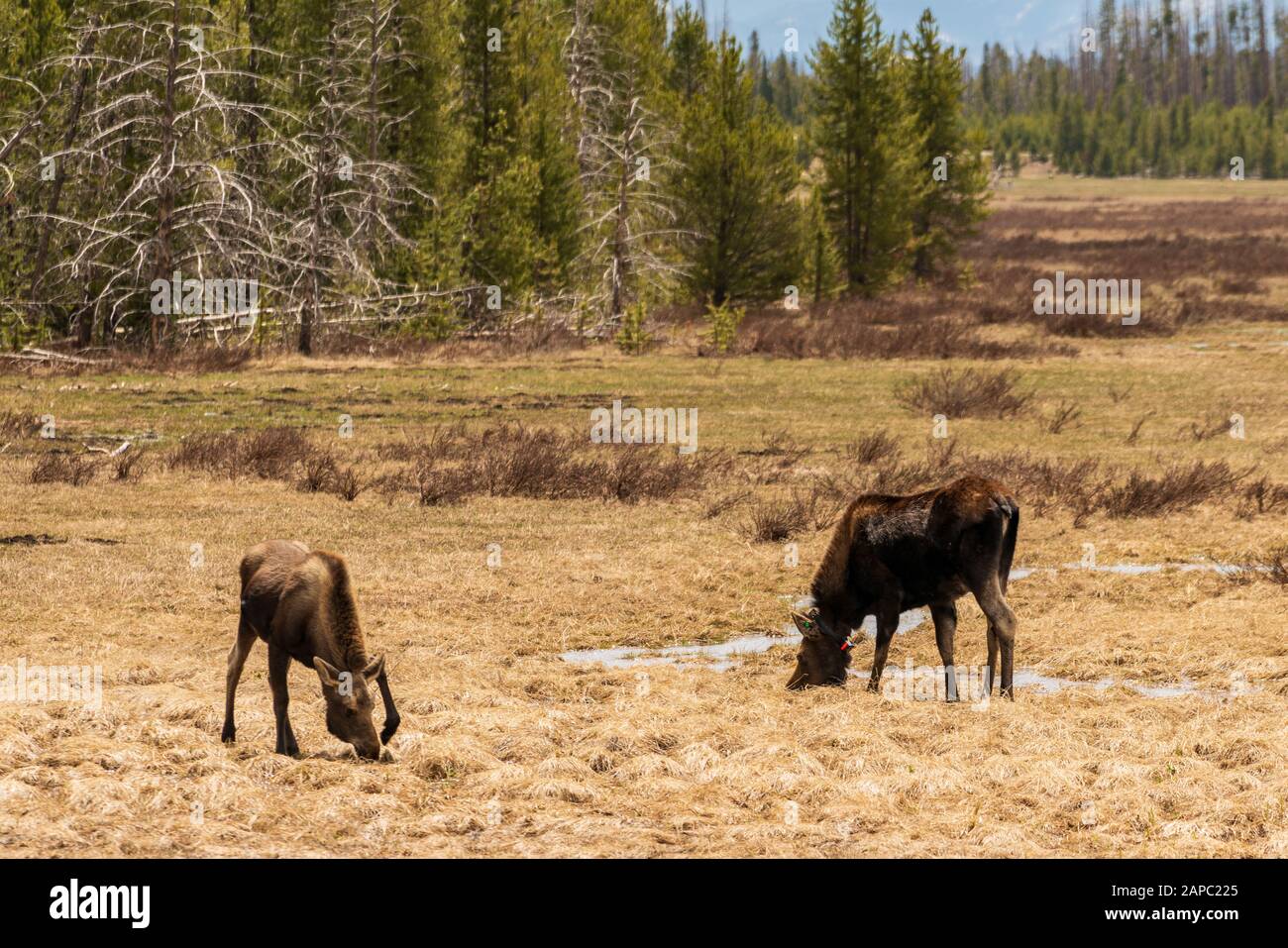 Elche auf einer Wiese im Rocky Mountain National Park, Colorado. (Wissenschaftlicher Name: Alces alces) Stockfoto