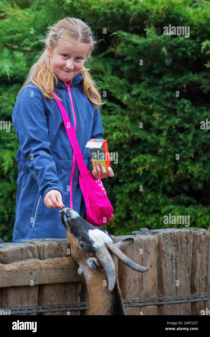 Kleines Mädchen/Kind füttert Pygmäenziege mit der Hand im Streichelzoo/Kinderfarm/Streichelfarm Stockfoto