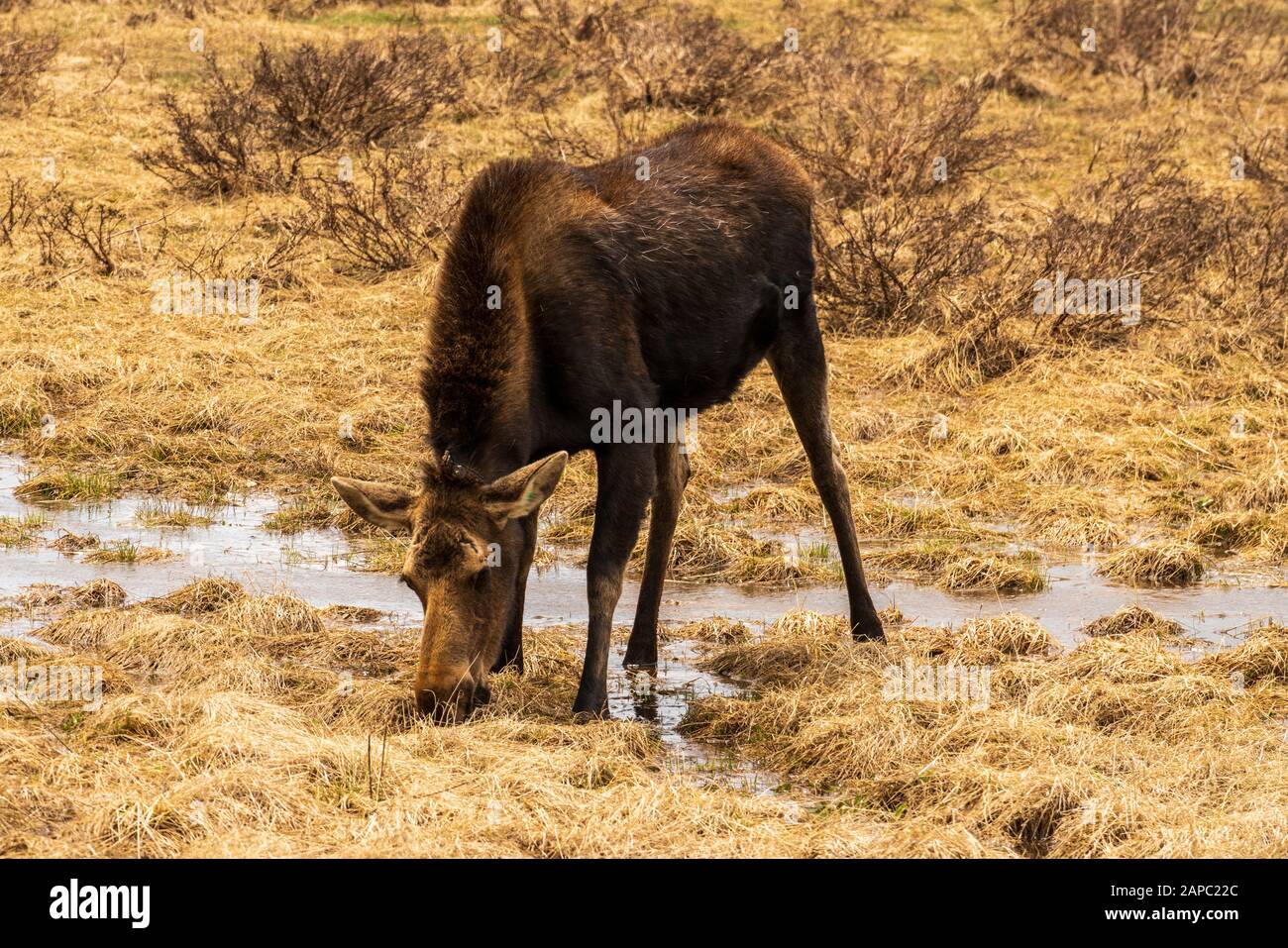 Elche auf einer Wiese im Rocky Mountain National Park, Colorado. (Wissenschaftlicher Name: Alces alces) Stockfoto