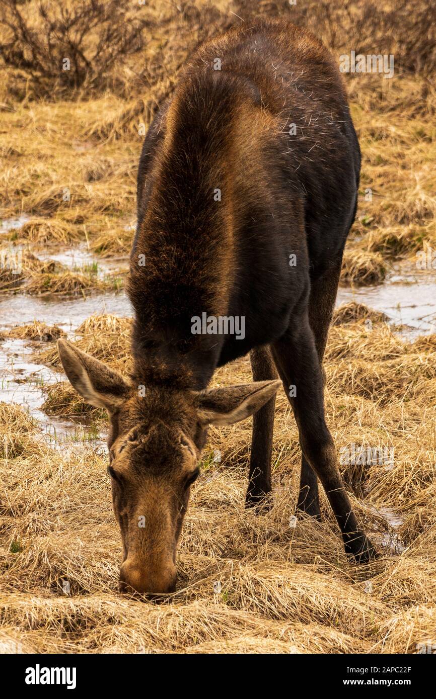 Elche auf einer Wiese im Rocky Mountain National Park, Colorado. (Wissenschaftlicher Name: Alces alces) Stockfoto