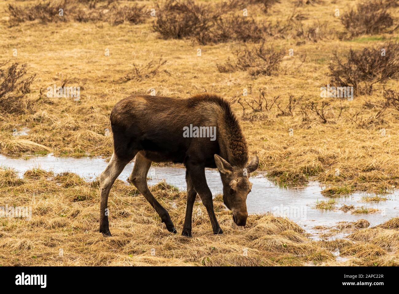 Elche auf einer Wiese im Rocky Mountain National Park, Colorado. (Wissenschaftlicher Name: Alces alces) Stockfoto