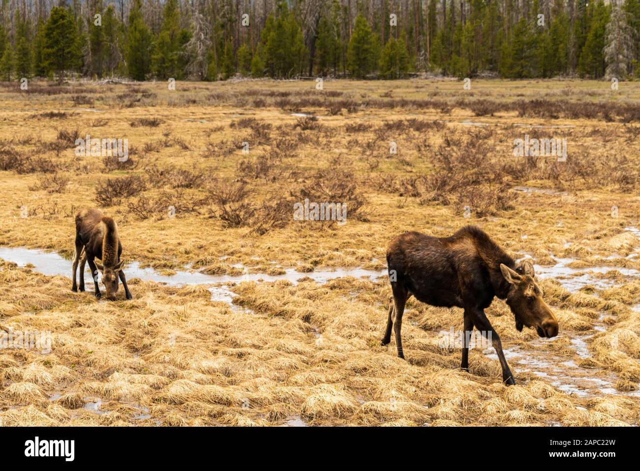 Elche auf einer Wiese im Rocky Mountain National Park, Colorado. (Wissenschaftlicher Name: Alces alces) Stockfoto