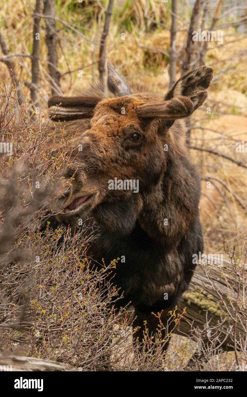 Elche auf einer Wiese im Rocky Mountain National Park, Colorado. (Wissenschaftlicher Name: Alces alces) Stockfoto