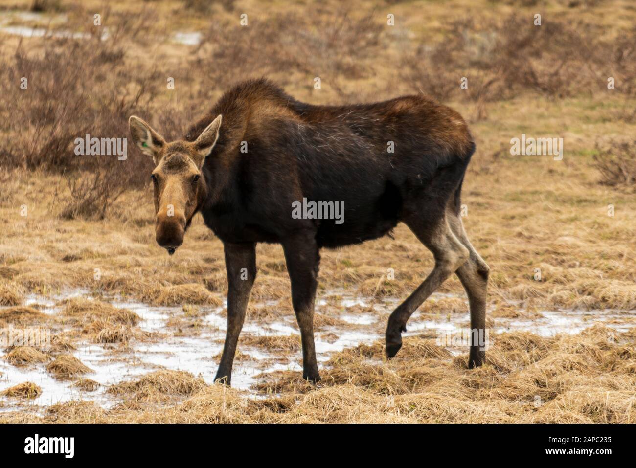 Elche auf einer Wiese im Rocky Mountain National Park, Colorado. (Wissenschaftlicher Name: Alces alces) Stockfoto