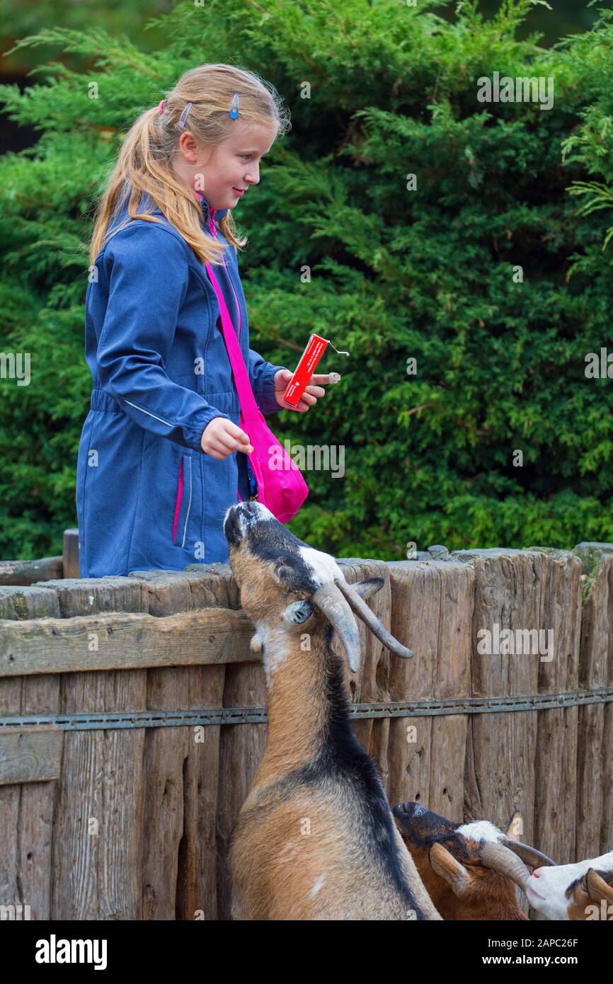 Kleines Mädchen/Kind, das Pygmäziegen mit der Hand in Streichelzoo/Kinderfarm/Streichelfarm füttert Stockfoto