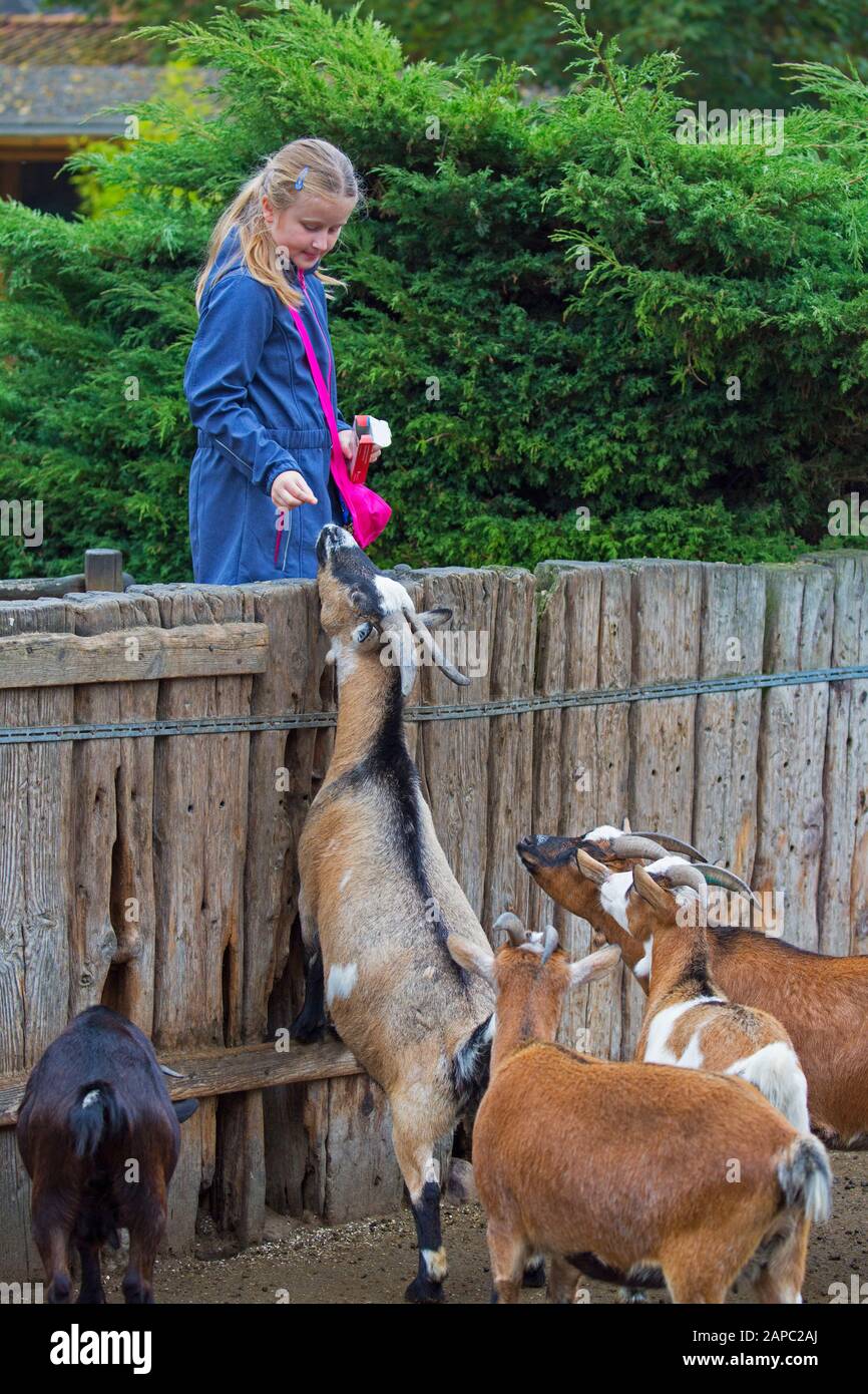 Kleines Mädchen/Kind, das Pygmäziegen mit der Hand in Streichelzoo/Kinderfarm/Streichelfarm füttert Stockfoto