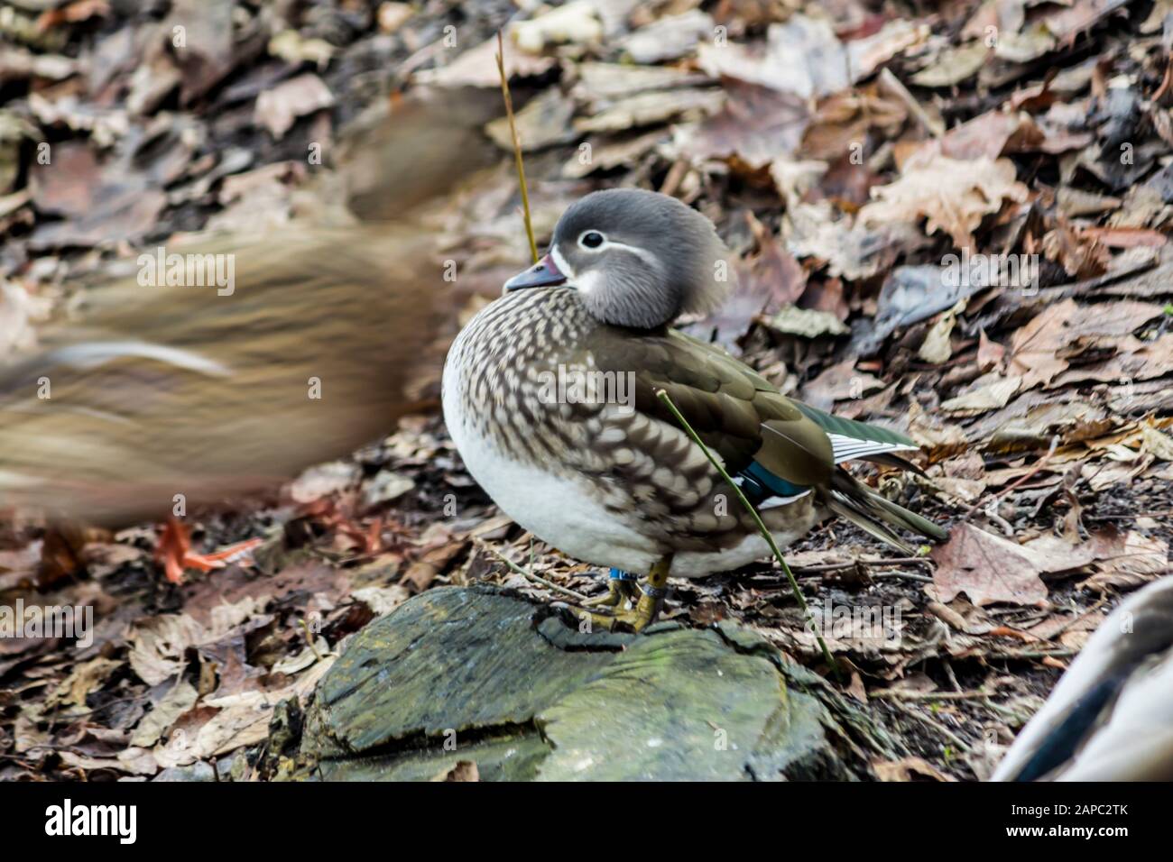Mandarin-Enten. Weiblich auf trockenen Blättern. Seitenansicht . Nahaufnahme. Foto für den Ort über Parks, Vögel, Enten, Tierwelt, Fernost, Kunst Stockfoto
