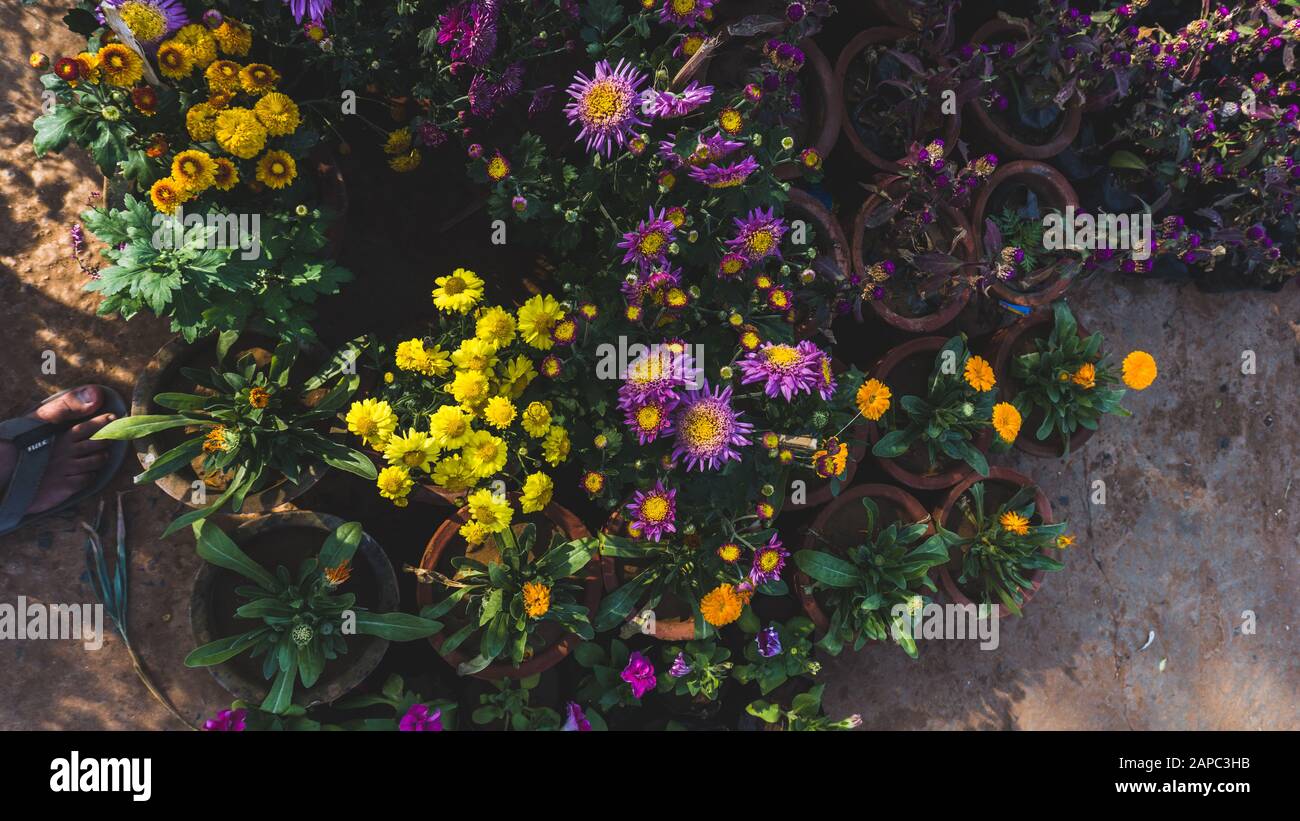 Schöne Chrysanthemum-Pflanzen, afrikanische Gänseblümchen, Steinpflanzen,  Eispflanzenfamilie und bunte Blumen Stockfotografie - Alamy