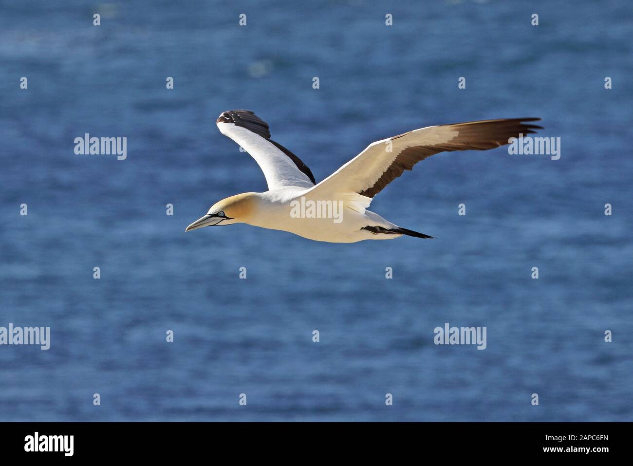 Cape Gannet (Morus Capensis) Erwachsener im Flug Westkappo, Südafrika November Stockfoto