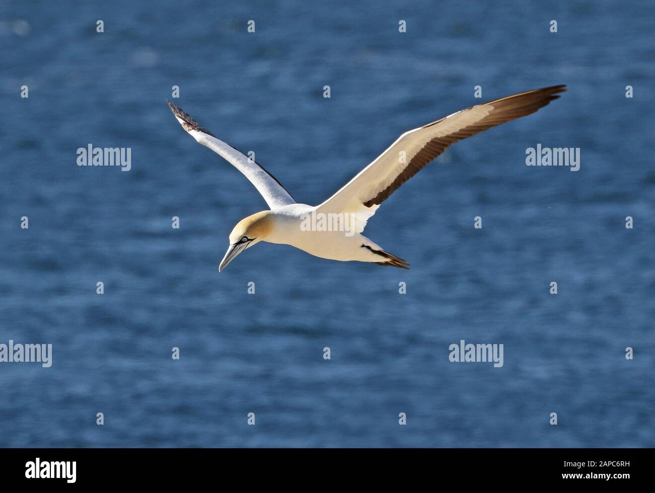 Cape Gannet (Morus Capensis) Erwachsener im Flug Westkappo, Südafrika November Stockfoto