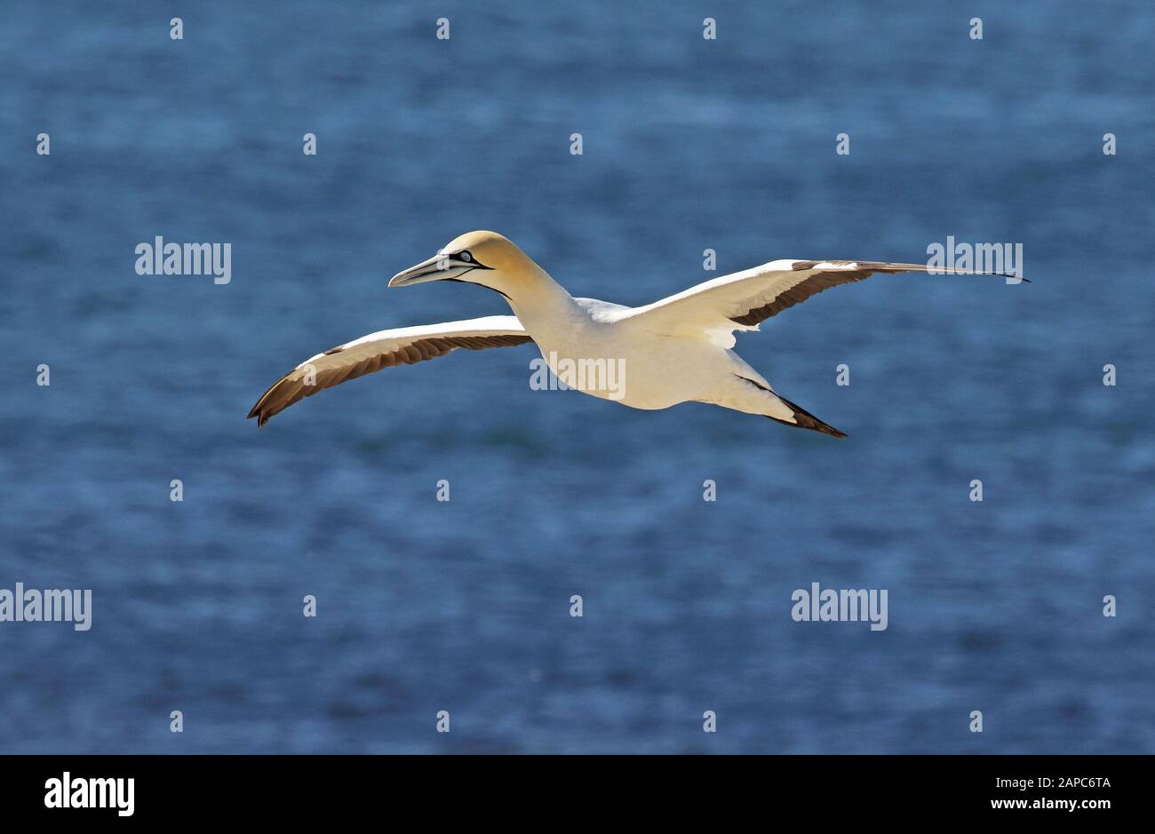 Cape Gannet (Morus Capensis) Erwachsener im Flug Westkappo, Südafrika November Stockfoto