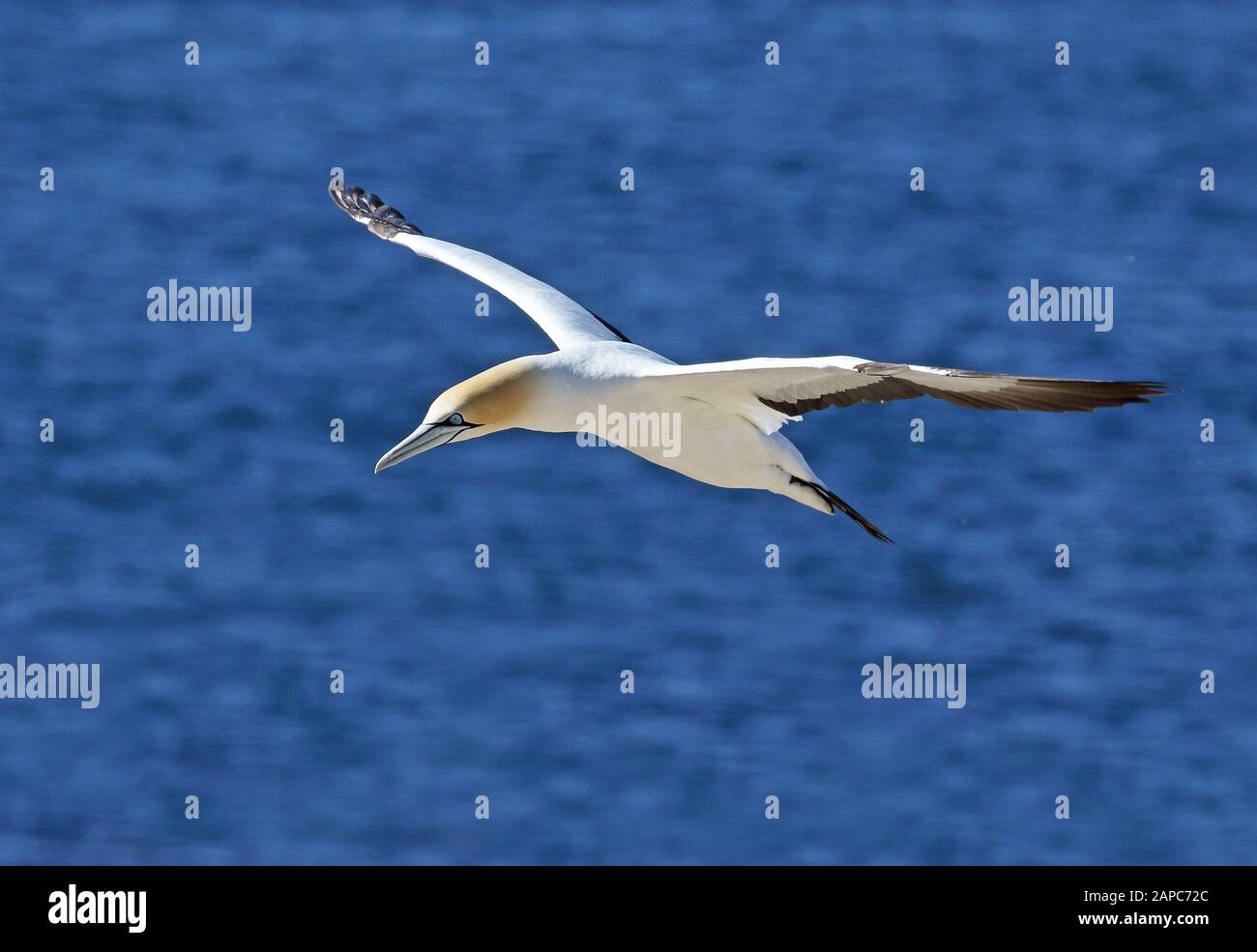 Cape Gannet (Morus Capensis) Erwachsener im Flug Westkappo, Südafrika November Stockfoto