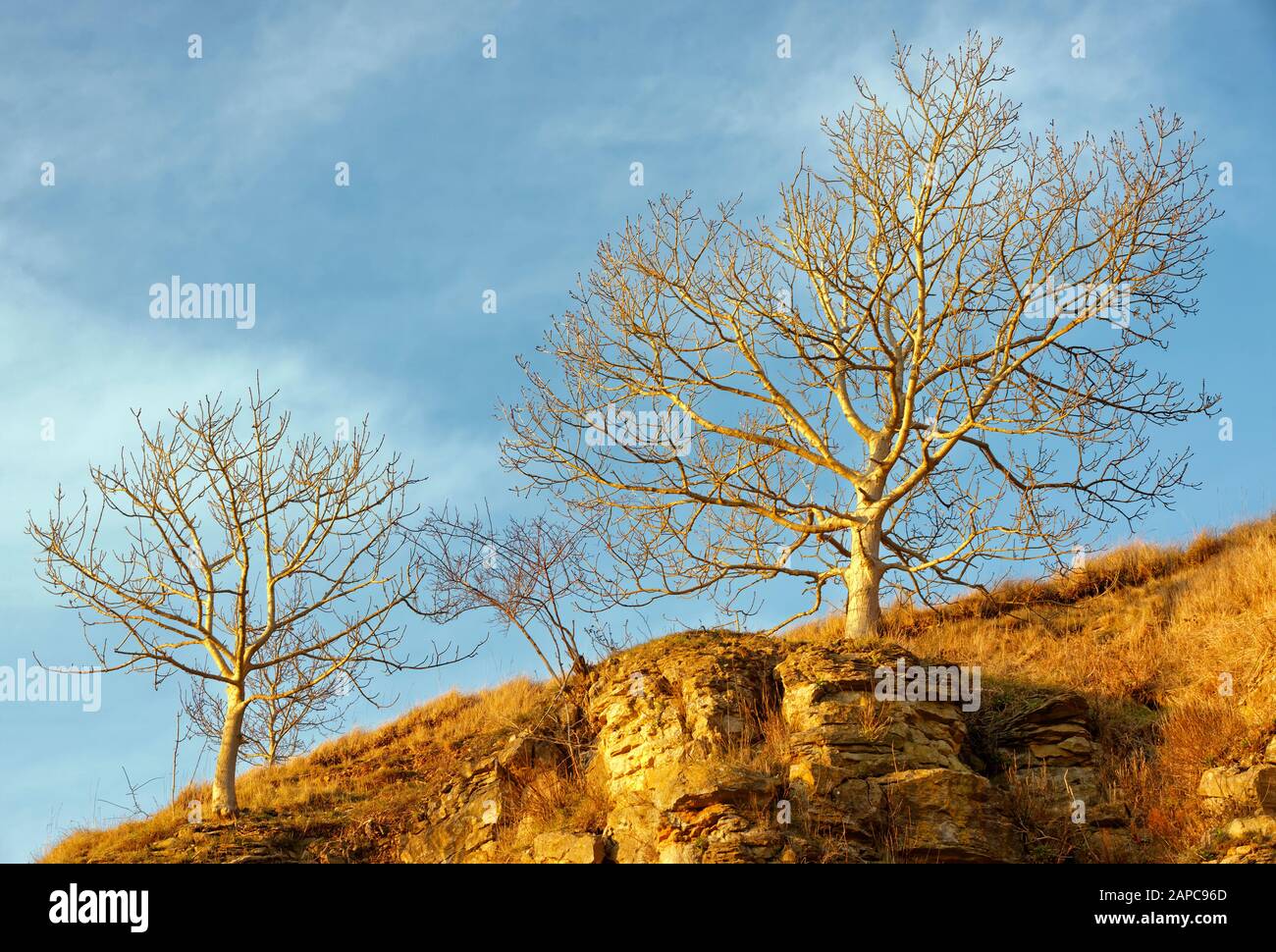 Späte Sonne auf europäischen Ascherbäumen im Winter - Fraxinus excelsior Stockfoto