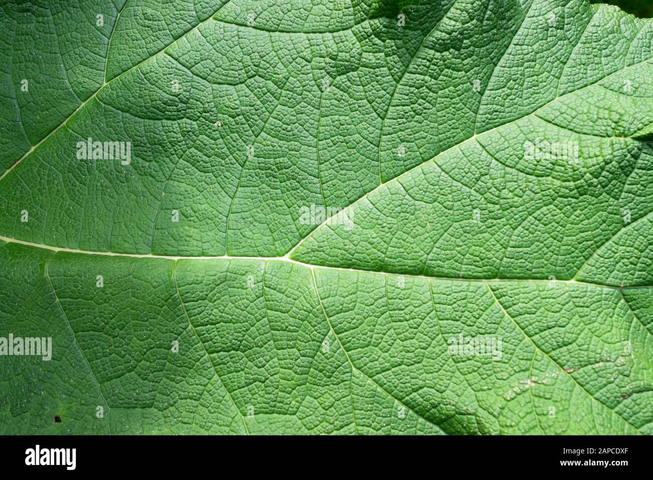 Detailliertes Bild eines Gunnera Manicata-Blattes, das auch als riesiger Rhabarber bezeichnet wird Stockfoto