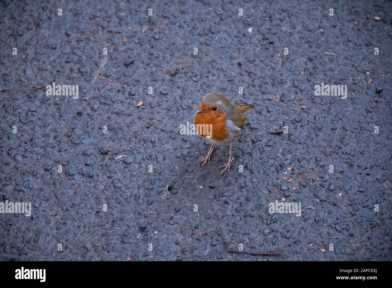 Red Robin posiert für ein Foto im Rouken Glen Park, Glasgow. Stockfoto