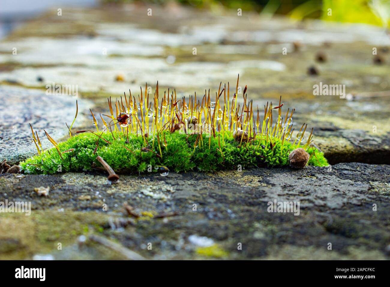 Makro frisches Moos mit Wassertropfen, Flechten und Samen einer Linde an einer Sandsteinwand, selektiver Fokus, Bokeh Stockfoto