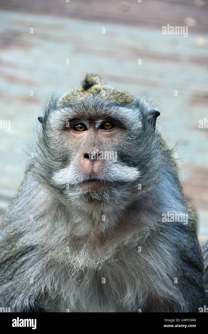 Krabbenfressender Makaken, Langschwanzmakaken. Javaneraffe, Makakrebse, Makakrebse, Macaca fascicularis, közönséges makákó, Bali, Indonesien, Asien Stockfoto