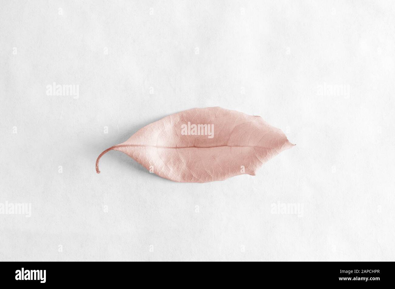 Ein einzelnes rosafarbenes Blatt auf dem Papierhintergrund. Stockfoto