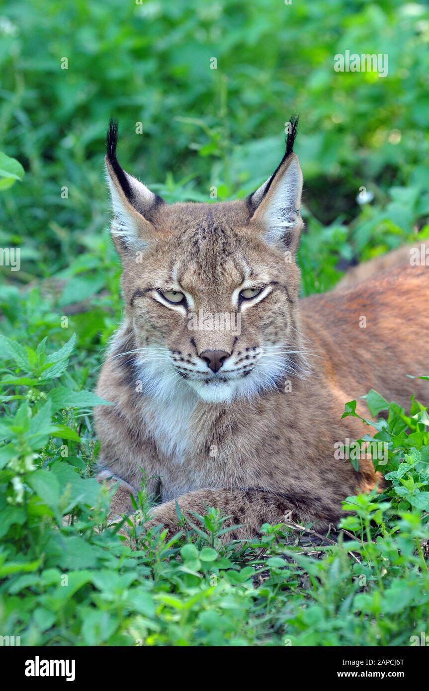 Altai Luchs, Eurasischer Luchs, Lynx Lynx wardi, Eurasischer Luchs,  Altailuchs, altáji hiúz Stockfotografie - Alamy