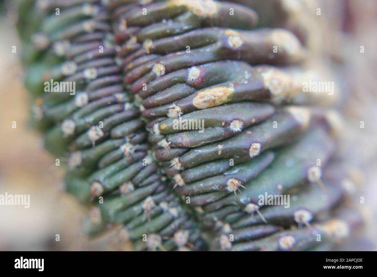 Schöne Kristata saftig wachsen in einem Wüstengarten, Elkhorn, Melange Spruge, Candelabra-Cactus, Dragon-Bones Stockfoto