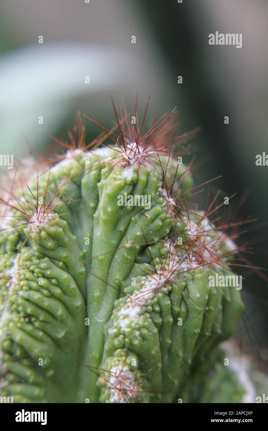 Schöne Kristata saftig wachsen in einem Wüstengarten, Elkhorn, Melange Spruge, Candelabra-Cactus, Dragon-Bones Stockfoto